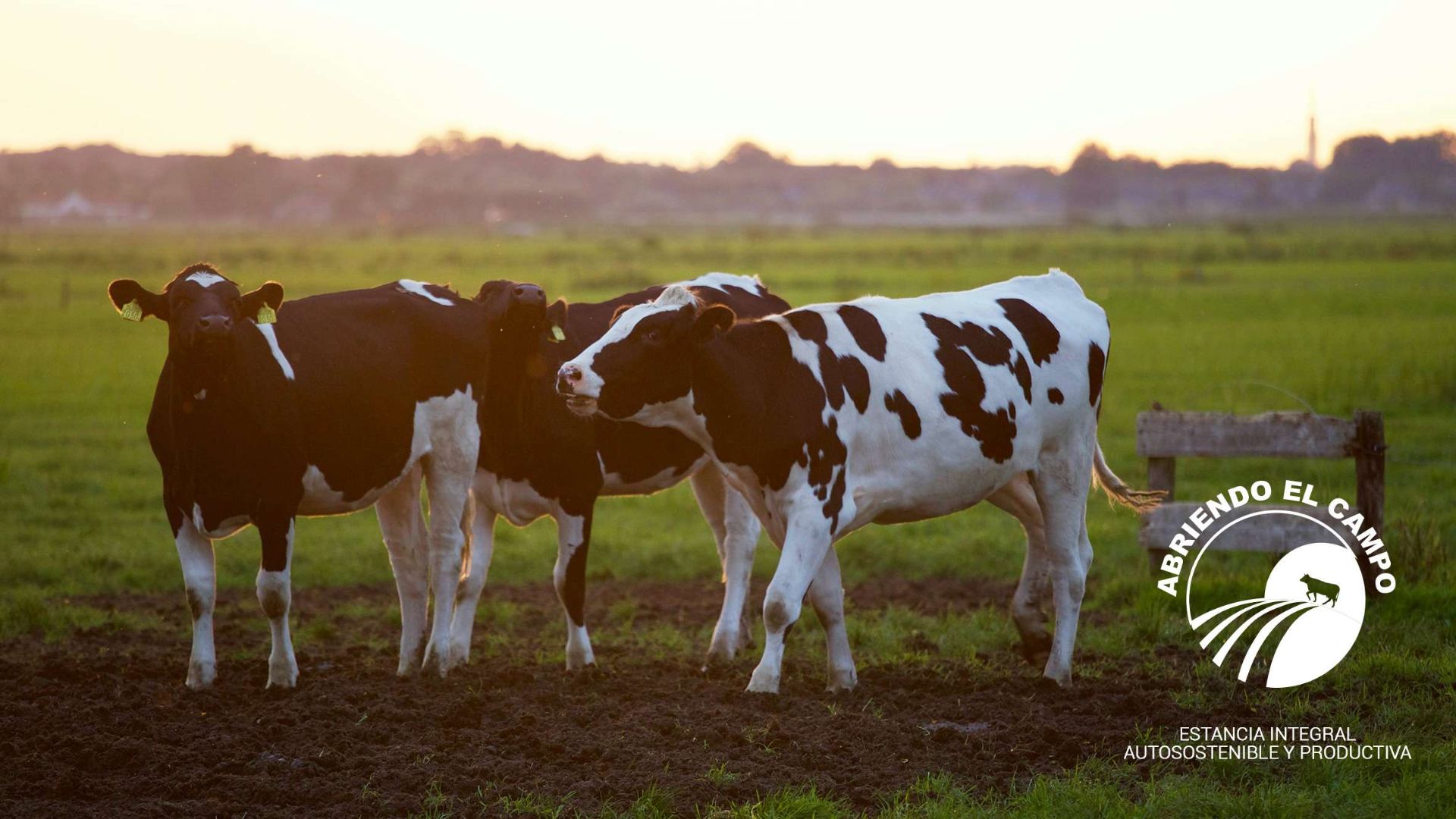 Vacas lecheras al atardecer